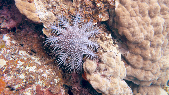 Crown of Thorns Starfish Crawling Over Hard Coral Reef in Palau