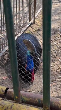 Southern cassowary (casuarius casuarius) resting in enclosure