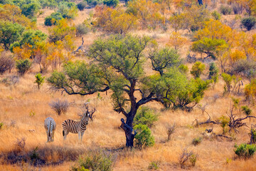 Obraz premium A group of zebras standing among the yellow grass in Kruger National Park in South Africa, in the African savannah, during a safari - Kruger National Park, South Africa