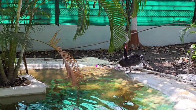 Black swan (cygnus atratus) in its natural aquatic habitat