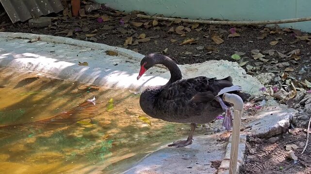 Black swan (cygnus atratus) in its natural aquatic habitat
