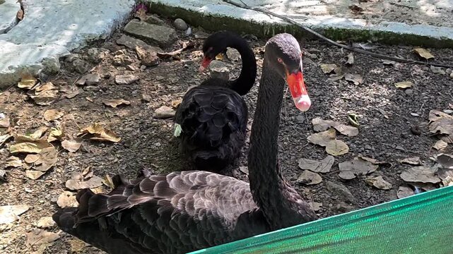 Black swan (cygnus atratus) in its natural aquatic habitat