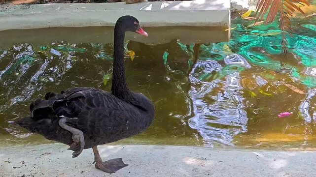 Black swan (cygnus atratus) in its natural aquatic habitat