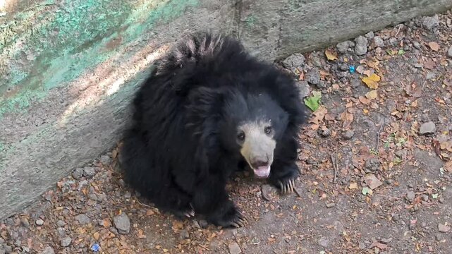 Indian sloth bear in zoo enclosure