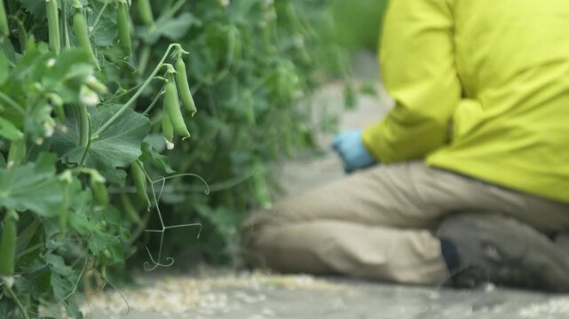 エンドウ豆の収穫をする女性