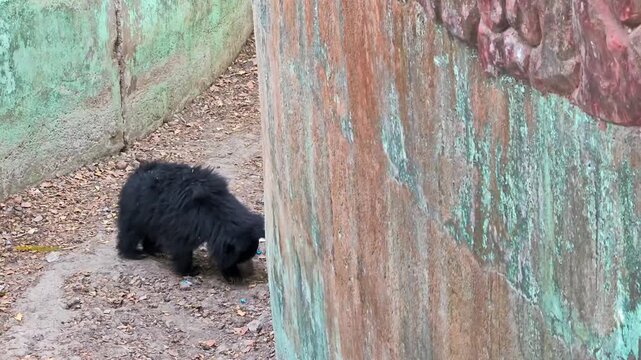 Indian sloth bear in zoo enclosure