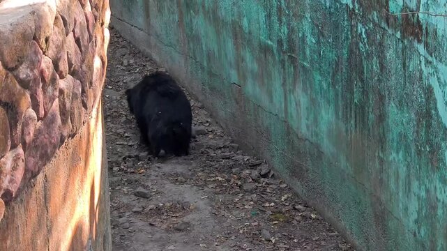 Indian sloth bear in zoo enclosure