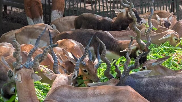 Herd of indian blackbucks feeding on green grass in a sanctuary