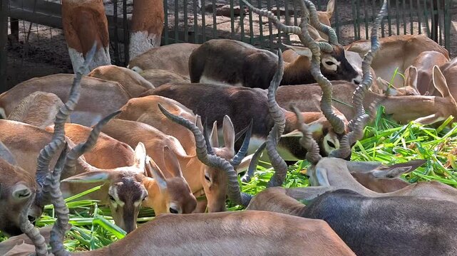 Herd of indian blackbucks feeding on green grass in a sanctuary
