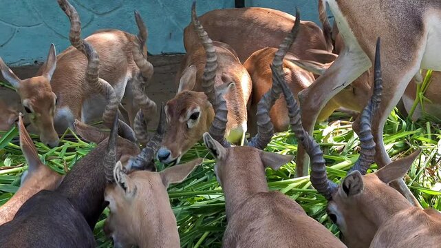 Herd of indian blackbucks feeding on green grass in a sanctuary