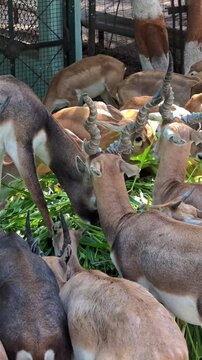 Herd of indian blackbucks feeding on green grass in a sanctuary