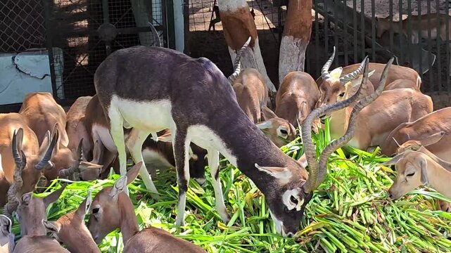 Herd of indian blackbucks feeding on green grass in a sanctuary