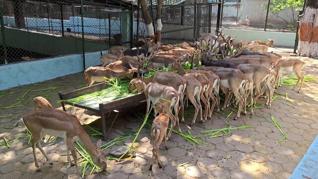 Herd of indian blackbucks feeding on green grass in a sanctuary