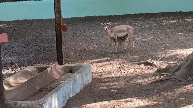 Female indian blackbuck nursing her fawn in a sanctuary