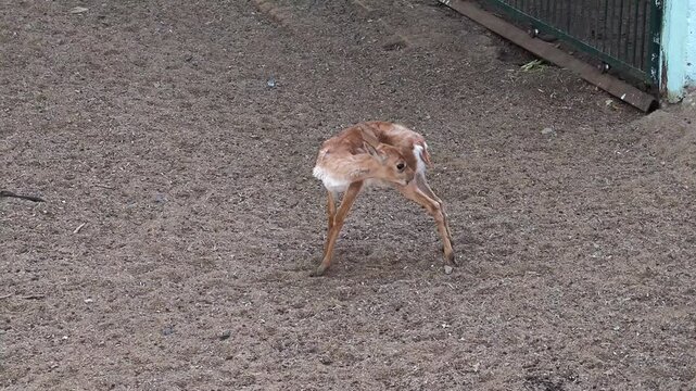 Cute young blackbuck fawn walking in a wildlife park