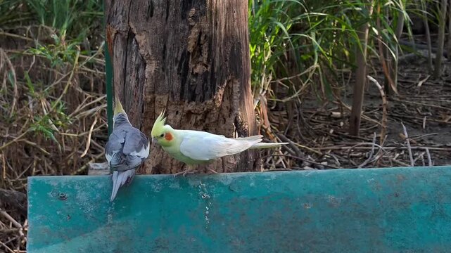 Beautiful pair of cockatiel birds in a natural environment