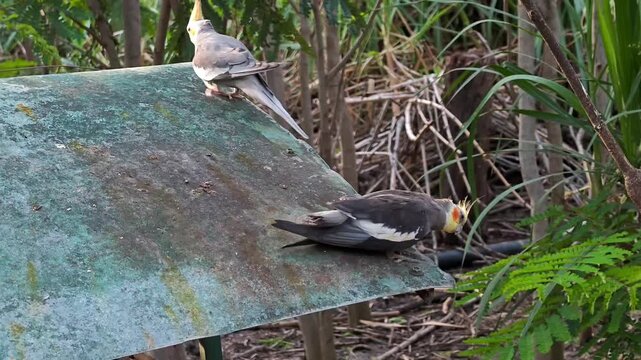 Beautiful pair of cockatiel birds in a natural environment
