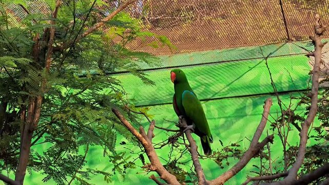 Male eclectus parrot perched on a branch in an outdoor aviary