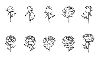 Peony flower icon grid vector set with elegant floral blossom design © Protima