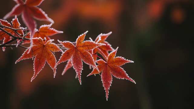霜が降りた真っ赤な紅葉。冬の訪れを感じさせる美しく繊細なクローズアップ