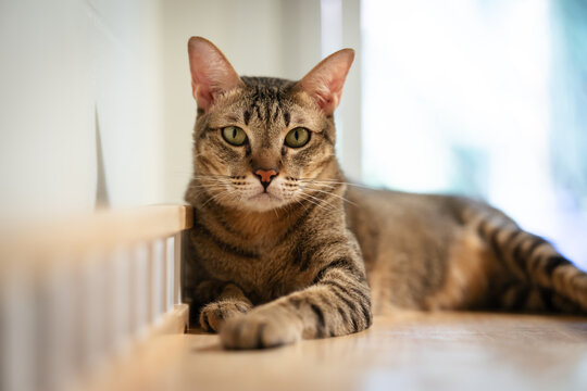 tabby cat resting on a modern wooden cat climber, cat tree tower