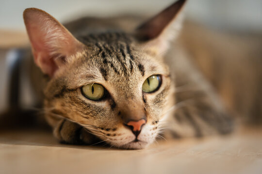 tabby cat resting on a modern wooden cat climber, cat tree tower