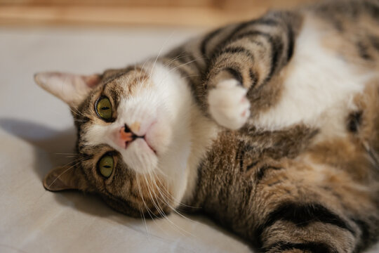 tabby cat lying on its back showing belly on the floor at home