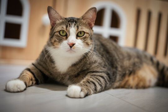 tabby cat resting on the floor at home