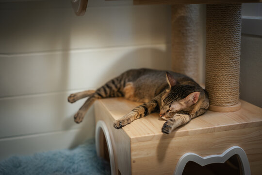tabby cat sleeping on a modern wooden cat climber, cat tree tower