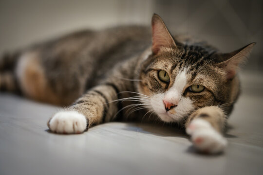 tabby cat resting on the floor at home