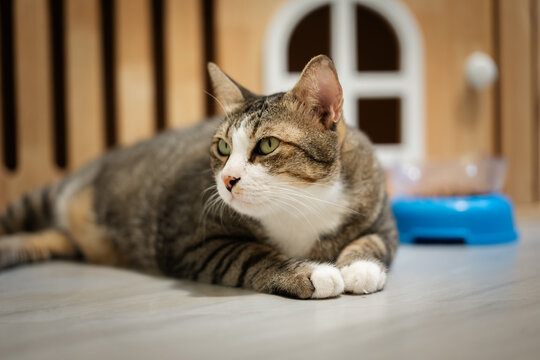 tabby cat lying down next to a blue bowl full of dry food on the floor at home