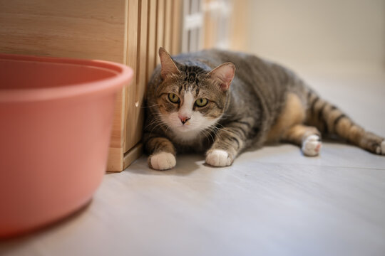 tabby cat resting on the floor at home
