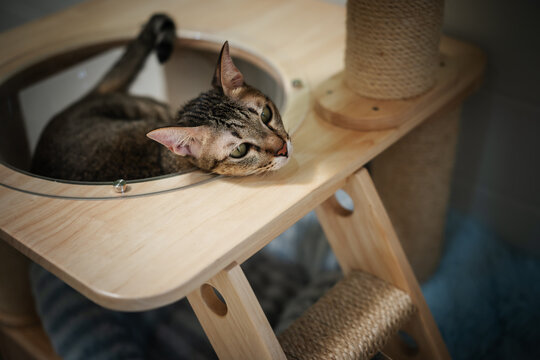 tabby cat resting on a modern wooden cat climber, cat tree tower