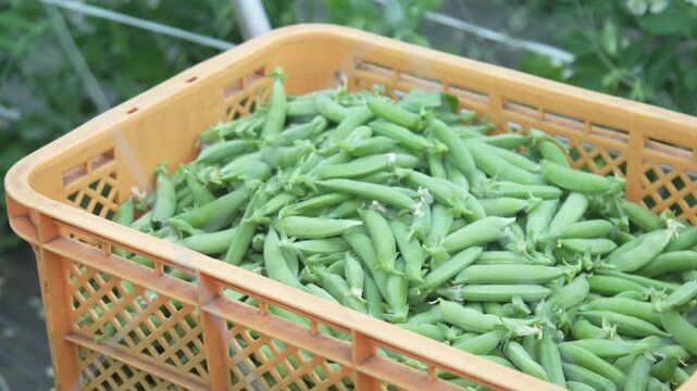 エンドウ豆の収穫をする女性