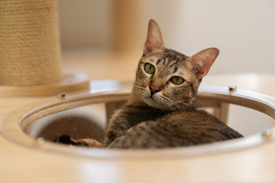 tabby cat resting on a modern wooden cat climber, cat tree tower
