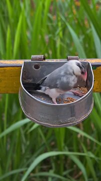 Java sparrow eating seeds from a metal bird feeder