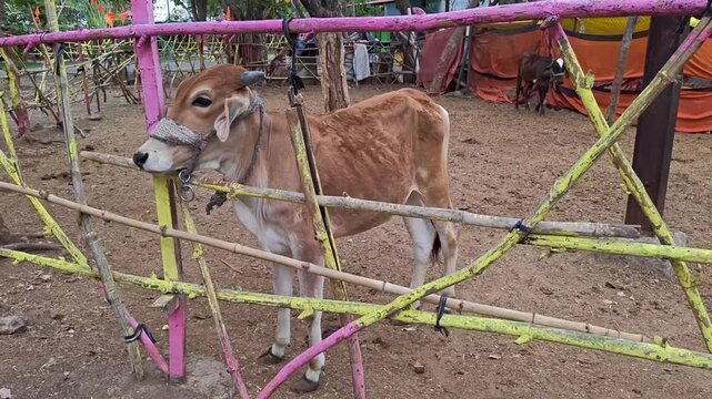 Indian gaushala with domestic cattle