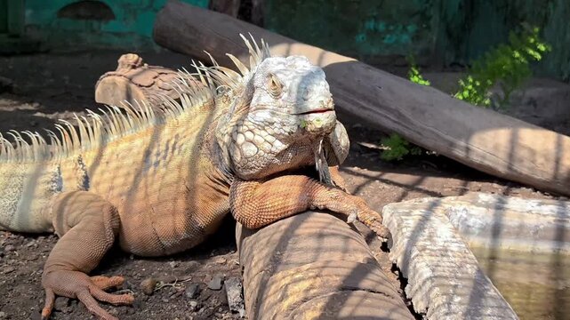 Close up of a large green iguana resting on a log