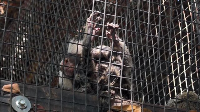 Common marmoset (callithrix jacchus), also called white-tufted marmoset or white-tufted-ear marmoset