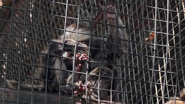 Common marmoset (callithrix jacchus), also called white-tufted marmoset or white-tufted-ear marmoset