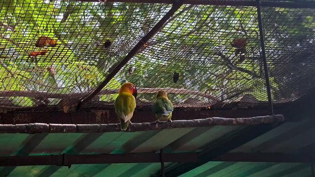 Vibrant fischer's lovebirds perched in sanctuary aviary