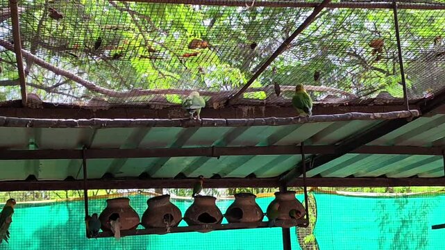Vibrant fischer's lovebirds perched in sanctuary aviary