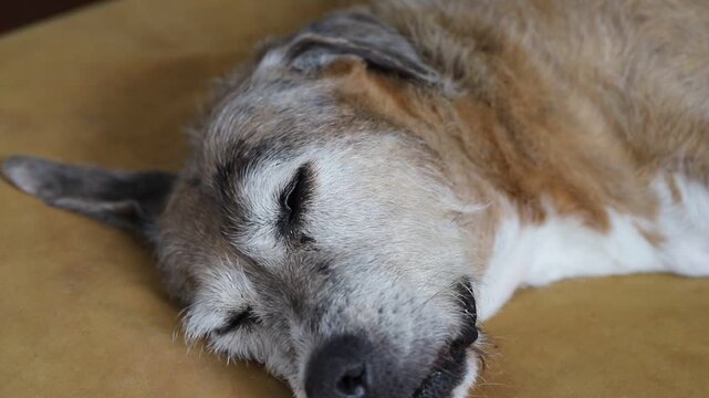 A video of a beautiful brown senior dog lying on her bed having nap in natural light.
