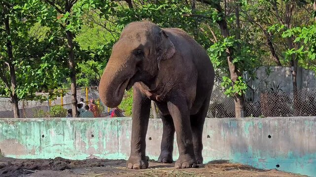 Elephant standing in lush green sanctuary enclosure. Wildlife conservation concept