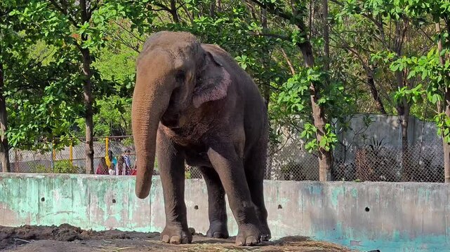Elephant standing in lush green sanctuary enclosure. Wildlife conservation concept