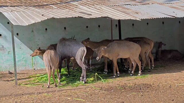 Herd of Nilgai (Boselaphus tragocamelus) Feeding and Resting in Shelter