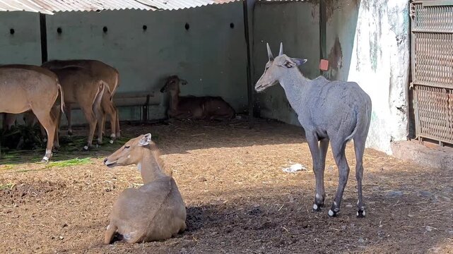 Herd of Nilgai (Boselaphus tragocamelus) Feeding and Resting in Shelter