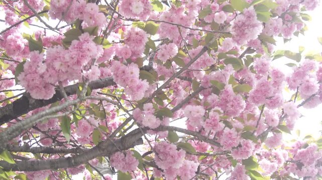 里桜」の写真素材 | 4,853件の無料イラスト画像 | Adobe Stock