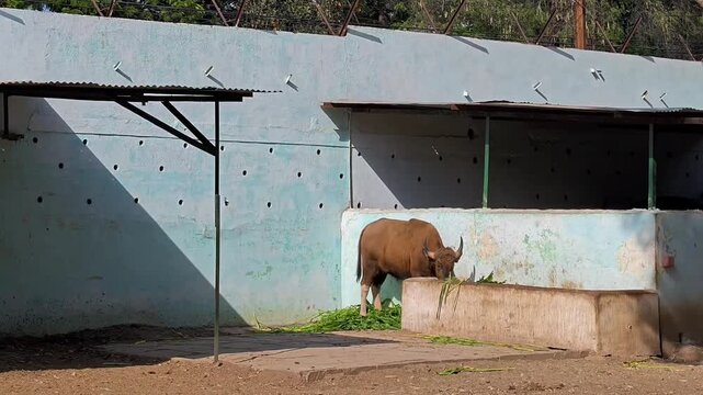 Indian gaur or bison grazing green fodder in zoo enclosure