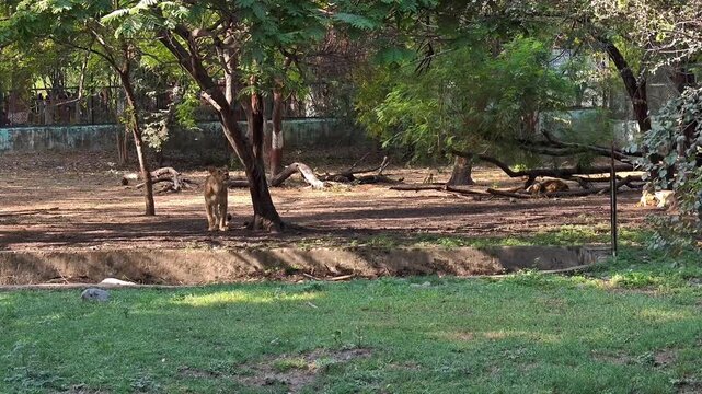 Asiatic lion resting in zoo enclosure
